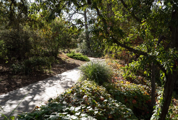 UC Davis, Mary Wattis Brown Pathway Improvements